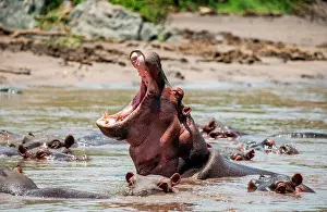 East Africa Prints: Hippo (Hippopotamus amphíbius) in water with wide open mouth