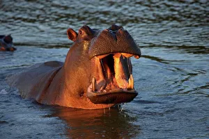 St Lucia Prints: Hippo or Hippopotamus (Hippopotamus amphibious) showing aggression