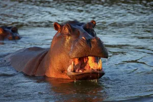 Outdoor Africa Prints: Hippo or Hippopotamus (Hippopotamus amphibious) showing aggression