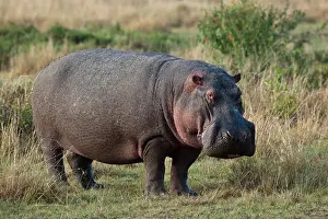 hippopotamus, early morning, hippopotamus amphibius; masai mara, kenya