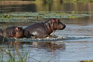Hippopotamus or Hippo (Hippopotamus amphibius) attacking each other