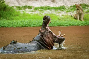 Lion Book Prints: Hippopotamus or hippo (Hippopotamus amphibius) showing agression towsrds a lioness (Panthera leo)