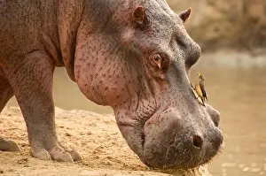 Symbiosis Prints: Hippopotamus, Hippopotamus Amphibious
