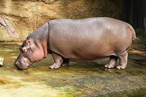 Full Body Lengths Prints: Hippopotamus (Hippopotamus amphibius), captive
