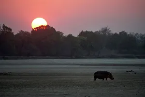 Hippopotamus Prints: Hippopotamus (Hippopotamus amphibius) heading back to Luangwa River at dawn