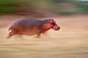 Hippopotamus Prints: Hippopotamus (Hippopotamus amphibius) running back to Luangwa River at dawn