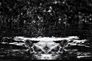 Chordate Prints: A hippopotamus swimming with just head and ears above water in he Kazinga Channel in Uganda