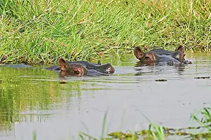 Ponds Prints: Hippos (Hippopotamus amphibius) in a pool