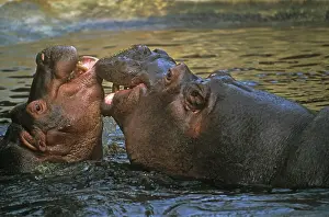 Cubs Prints: two hippos - mother with cub, Hippopotamus amphibius