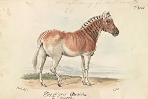 1776 1859 Prints: Hippotigris Quacha Charles Hamilton Smith 1776-1859