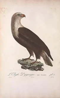 Belonging Prints: Histoire naturelle des oiseaux de l'Amérique Septentrionale A Paris