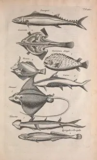 Features Prints: Historiae naturalis de quadrupedibus libri