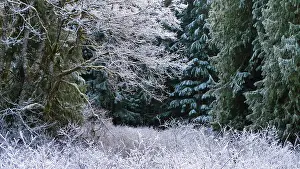 Characteristics Prints: Hoarfrost and light snow covering the forest along the North Fork of the Nooksak River during Winter in Mount Baker