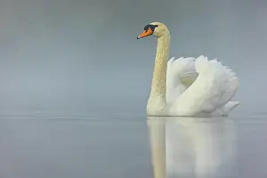 2021 Prints: Höckerschwan, Cygnus olor, romatische Morgenstimmung McPKST McP_MAS_2024_02415 *** Mute swan