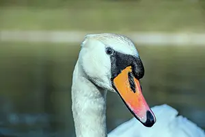 Olor Prints: Höckerschwan Höckenschwan am Decksteiner Weiher