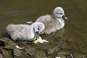 Olor Prints: Höckerschwan-Küken Höckerschwan-Küken