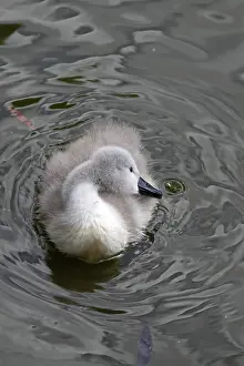 Olor Prints: Höckerschwan-Küken Höckerschwan-Küken