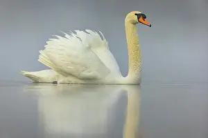 Differential Prints: Hoeckenschwan, Hoecker Schwan Cygnus Olor