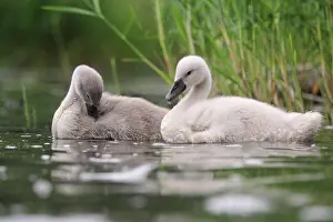 Cuddly Prints: Hoeckenschwan Two young Hoeckenschwan swim together on a lake