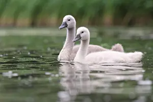 Cuddly Prints: Hoeckenschwan Young Hoeckenschwan swimming on a lake