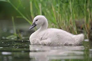 Cuddly Prints: Hoeckerschwan Young Hoeckerschwan swimming on a lake