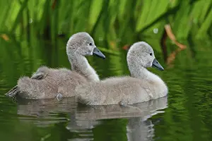 Cuddly Prints: Hoeckerschwan Young Küeken of the Hoeckerschwan on a lake while swimming