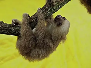 Young Animals Prints: Hoffmann's two-toed sloth (Choloepus hoffmanni)