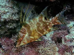 Florida Prints: Hogfish (Lachnolaimus maximus)