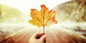 Planet Prints: Holding autumn maple leaf in the colorful blurred landscape background for the fall season