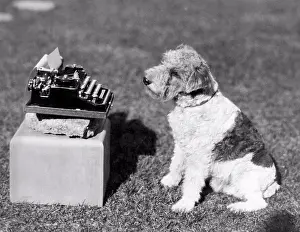 1924 Prints: Hollywood, California: 1924 Douglas Fairbanks and Mary Pickford's dog
