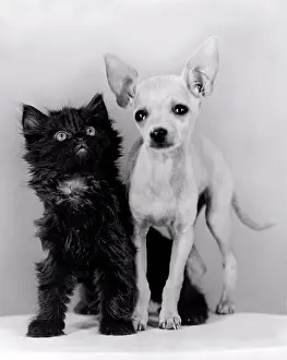 Mexico Prints: Hollywood, California: 1941. A chihuahua and his kitten sidekick pose for the camera