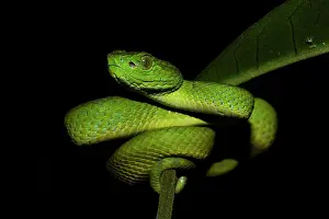 Rainforests Prints: Honduran Palm-pitviper (Bothriechis marchi) juvenile
