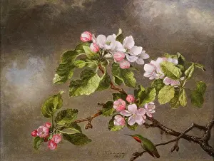 Hummingbird Prints: Honemingbird and Apple Blossoms by Martin Johnson Heade (1819 - 1904); Oil on canvas; 1875
