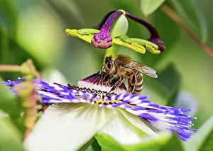 Climbing Plants Prints: Honey bee (Apis mellifera) on blue passion flower (Passiflora caerulea), Germany, Europe