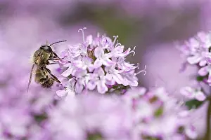 North Rhine Westphalia Prints: Honey bee (Apis mellifera) searching for nectar and pollen on common thyme (Thymus vulgaris)