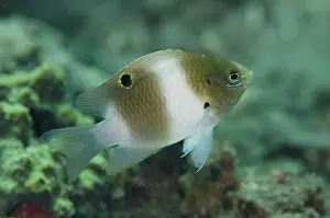 Honey-head Damsel (Dischistodus prosopotaenia) juvenile