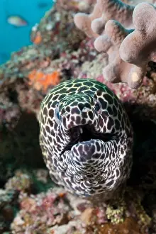 Indian Ocean Prints: Honeycomb Moray, Gymnothorax favagineus, Maldives, Kandooma Caves, South Male Atoll