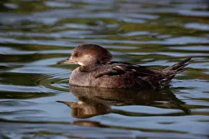 Matter Prints: Hooded Merganser female on water