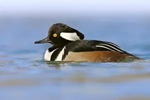 Swimming Prints: Hooded Merganser (Lophodytes cucullatus) adult male, swimming, U.S.A