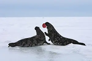 Seas Prints: Hooded Seal male fighting Madeleine Islands Canada