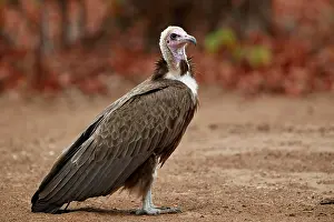 Kruger Prints: Hooded vulture (Necrosyrtes monachus), Kruger National Park, South Africa, Africa