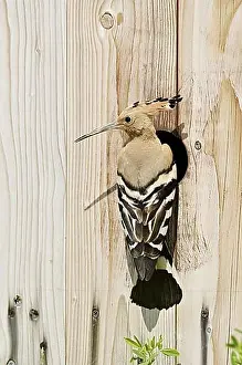 Adult Animal Prints: Hoopoe (Upupa epops) at a nesting box, Kaiserstuhl, Baden-Wuerttemberg, Germany, Europe