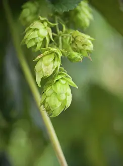 Pflanze Prints: hopfendolde, echter hopfen, hopfen
