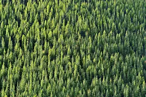 Spruce Prints: A horizontal view of a hillside covered with green spruce trees in rural Alberta Canada