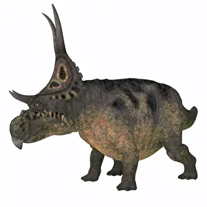 Toughness Prints: A horned Diabloceratops dinosaur, side view on white background