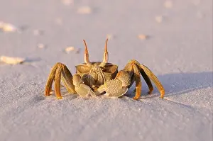 Indian Ocean Prints: Horned Ghost Crab (Ocypode ceratophthalmus) adult