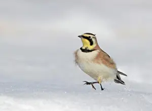 Nick Prints: Horned Lark, Eremophila alpestris, on a snow bank in Saskatchewan, Canada