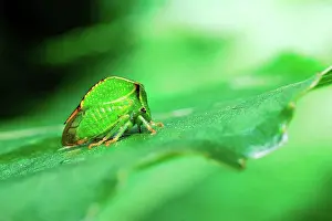 Afrasia Prints: Horned Leaf Hopper on a leaf Touraine France