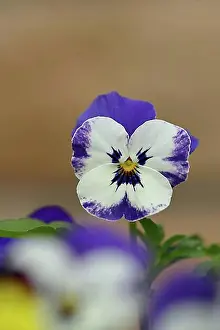 Germany Prints: Horned violet (Viola cornuta hybrid)