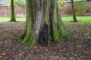 Diseases Prints: Horse Chestnut (Aesculus hippocastanum) 150 year old trunk